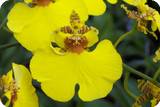 Oncidium